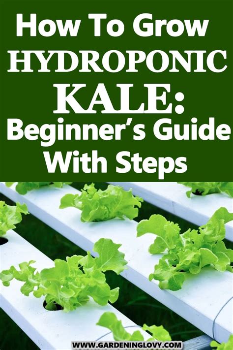 How To Grow Hydroponic Kale Beginner S Guide With Steps Artofit