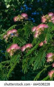 clianthus maximus kaka beak flowernew zealand stock photo