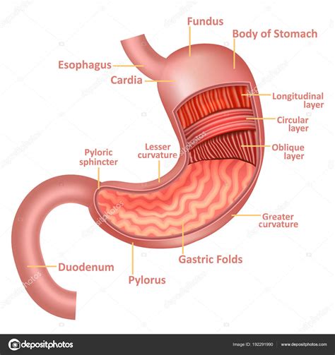 Human Stomach Anatomy Diagram