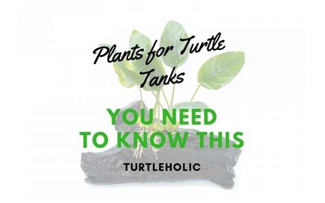 Best Plants For Turtle Tanks You Need To Know This TurtleHolic