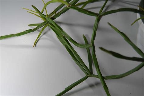 Rhipsalis Paradoxa Subspecies Septentrionalis Epiphytic Cacti