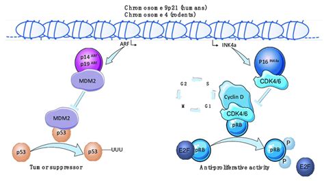 The INK4a ARF Locus The INK4a ARF Locus Is Located On Chromosome 9p21