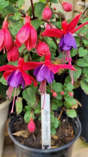 Фуксия Bella Maria - Растения в Уссурийске