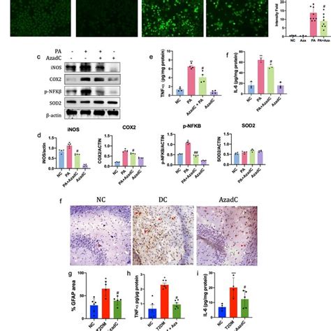 Restoration Of Neuroinflammatory Mediators And Oxidative Stress With