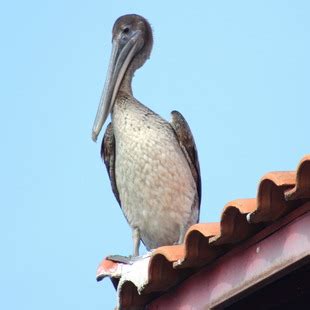 Pelecanidae | WikiAves - A Enciclopédia das Aves do Brasil