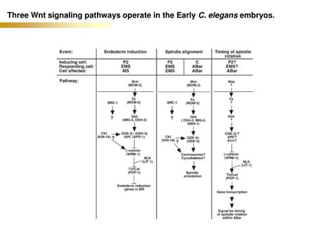 Ppt Multiple Wnt Signaling Pathways Converge To Orient Powerpoint