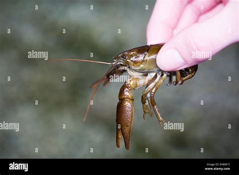 Crayfish Uk Hi Res Stock Photography And Images Alamy