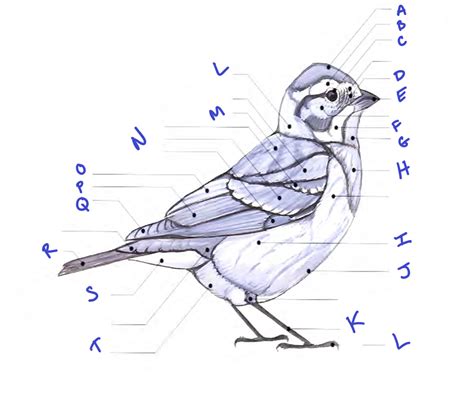 Points of the Bird Diagram | Quizlet