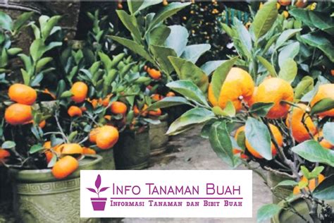 Jual Bibit Jeruk Kip Cepat Berbuah Info Tanaman Buah