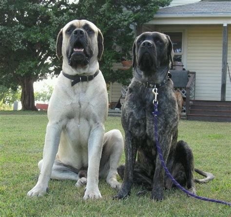 132 Best Images About English Mastiffs On Pinterest English Brindle