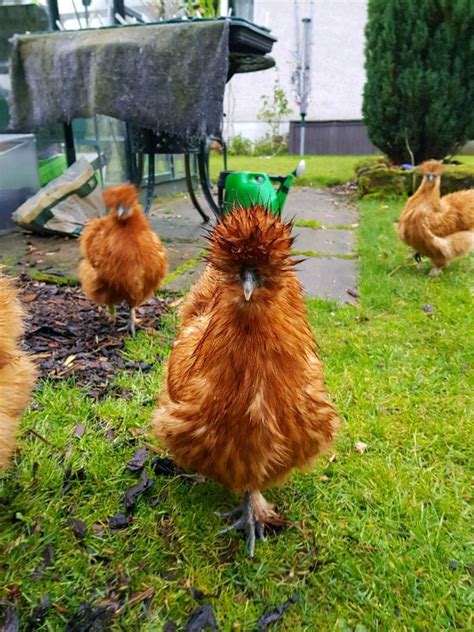 Two Golden Silkie Chickens In Newton Mearns Glasgow Gumtree