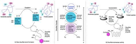 Ijms Free Full Text Cellular Disulfide Bond Formation In Bioactive