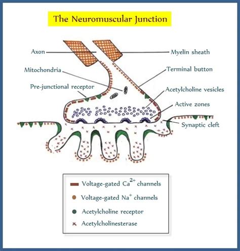 Neuromuscular Blocking Agents Mechanism Of Action