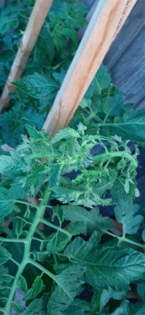 Whats wrong with my tomato plants? Young leaves are extremely curled in