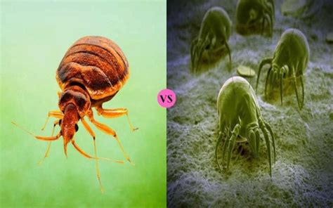 Difference Between Bed Bugs And Dust Mites