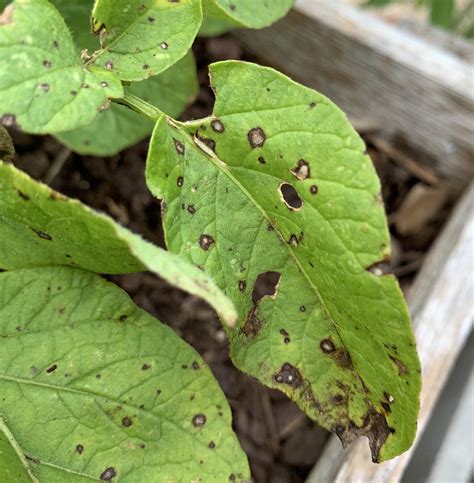 Septoria Leaf Spot In Potatoes How To Treat And Prevent Okra In My