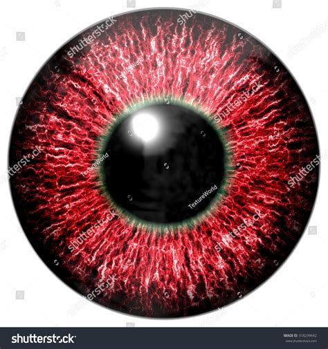 Detailed Realistic Eye Texture Isolated Stock Illustration 318239642 ...