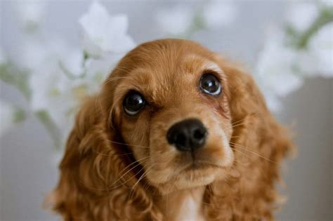 Cocker Spaniel Grooming Techniques: Mastering the Perfect Cocker Cut