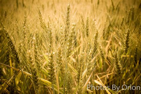 Amber Waves of Grain – Fine Art Products by Photos By Orion