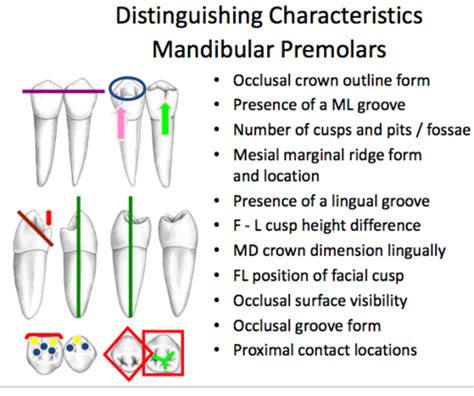 Dental Anatomy Mandibular Premolars Flashcards Quizlet