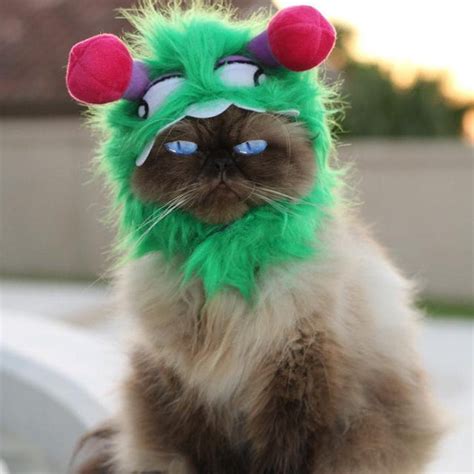 Pet Cat Halloween Costumes - Cute Ideas for Cat Costumes