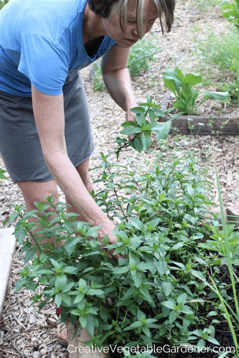 Creative Vegetable Gardener:All About Mint: Varieties, Harvesting ...