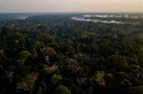 Amazon Rainforest Trees Photos Info Thinkjungle