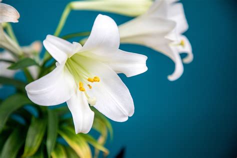 How to Grow and Care for Easter Lilies | Almanac.com