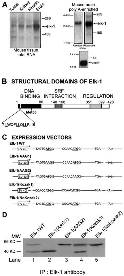 An Internal AUG Codon In Elk 1 MRNA Sequence Is Used As An Initiation