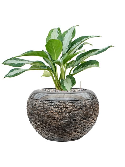 Aglaonema Diamond Bay Donica Baq Luxe Lite Universe Layer System