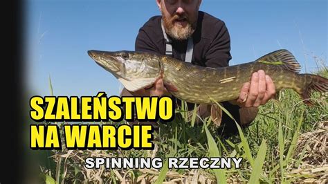 Wiosenny spinning na Warcie RZECZNE SZCZUPAKOWE SZALEŃSTWO Wlkp