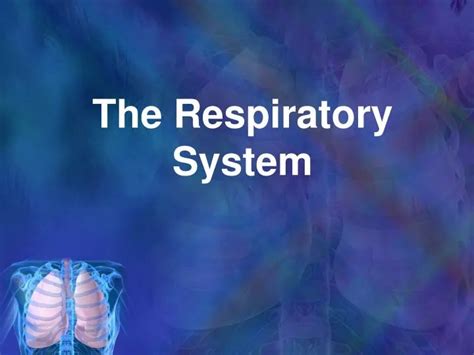 Ppt The Respiratory System Powerpoint Presentation Free Download