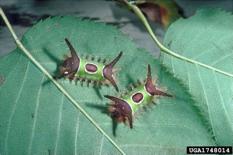 banded tussock caterpillar | Ornamentals Hotline