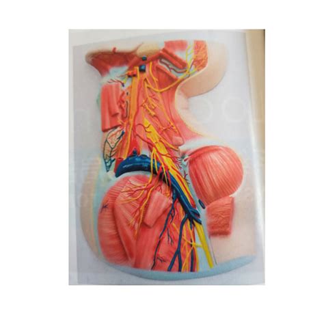 BOU 1633C Neck Nerve Anatomy Model Deeper DARHMMY Manufacturer Of