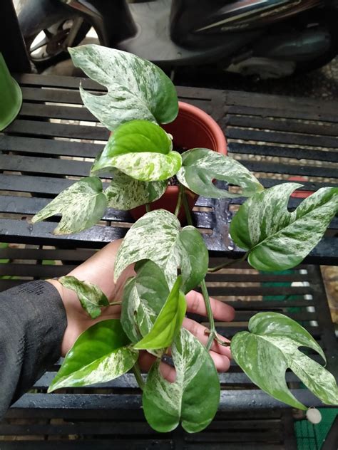 Epipremnum Marble Variegata Perkebunan Di Carousell