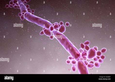 Candida Albicans Illustration Hi Res Stock Photography And Images Alamy