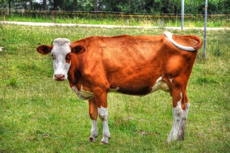 Syarat Seseorang Bisa Melakukan Ibadah Kurban Idul Adha Amal Bunda