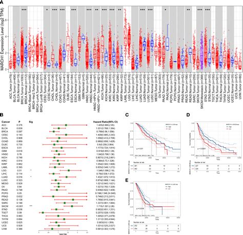 Frontiers March1 As A Novel Immune Related Prognostic Biomarker That