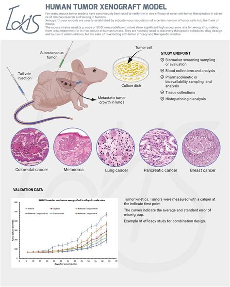 Human Tumor Xenograft Model