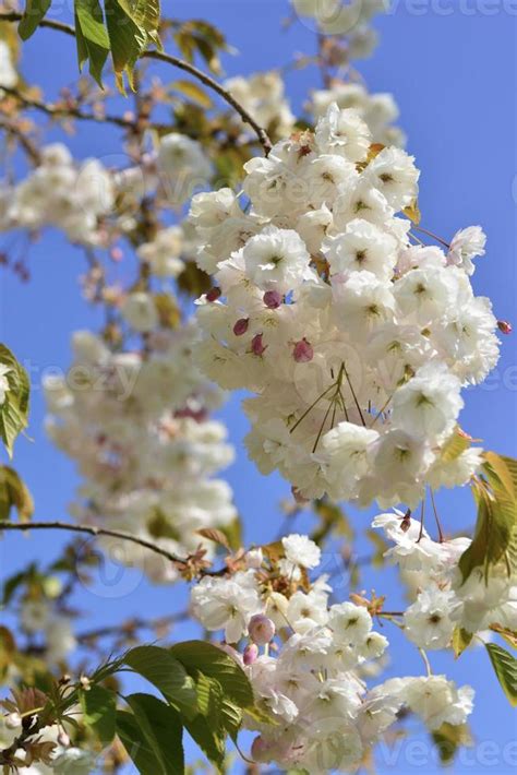 Cherry Blossom tree 2441784 Stock Photo at Vecteezy