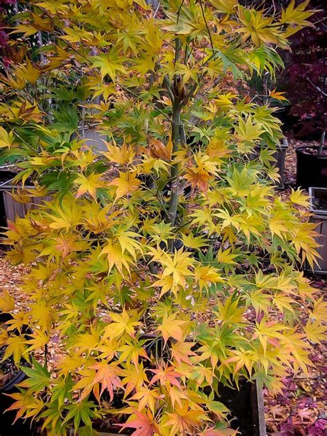 Ki Hachijo Japanese Maple Trees For Sale Online The Tree Center