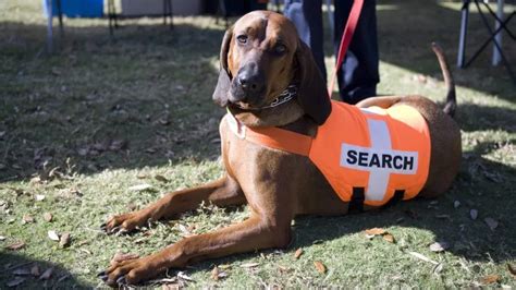 Top Dog Breeds for Search and Rescue Work - DogTime