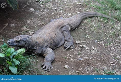 Komodo Dragon The Largest Lizard In The World Walks On The Ground Next