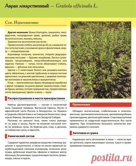 Авран лекарственный | ЛЕКАРСТВЕННЫЕ РАСТЕНИЯ на А | Постила