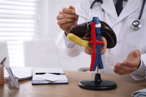 Arzt Der Das Lebermodell Am Tisch In Der Klinik Nachweist Stockfoto