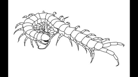 Centipede Drawing At Explore Collection Of