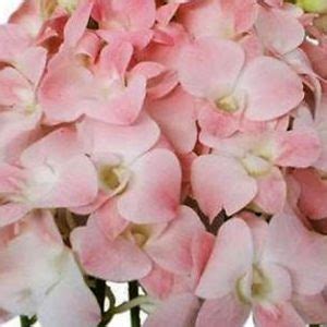 Pink Dendrobium Orchids Florabundance Wholesale Flowers