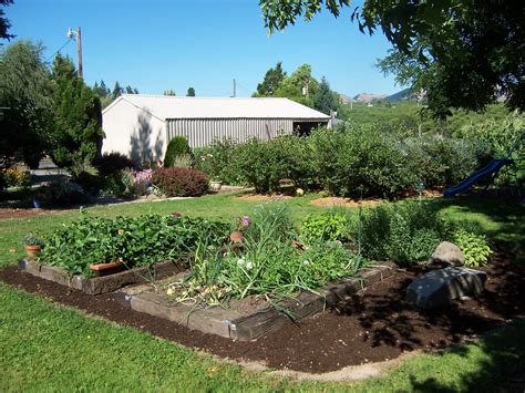 Raised Beds Of Strawberries Garlic And Blueberry Bushes Blueberry