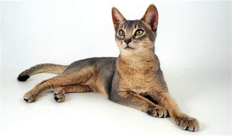 Abyssinian Cat Breed Information Vetstreet Vetstreet