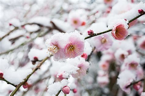 二十四節気「立春」。今年も春は着実に近づいて 季節・暮らしの話題 2017年02月04日 日本気象協会 Tenki Jp